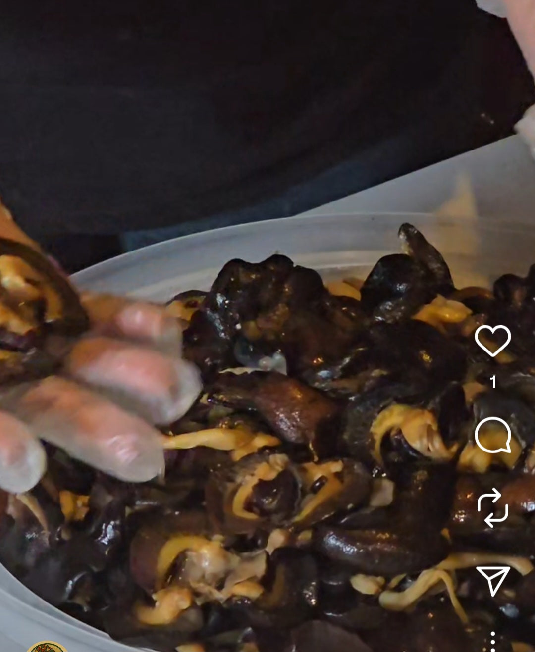 Fresh bush snail (6 in a pack )