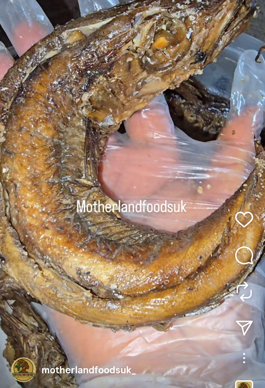 Semi Dry Panla (5 in a pack ) big size