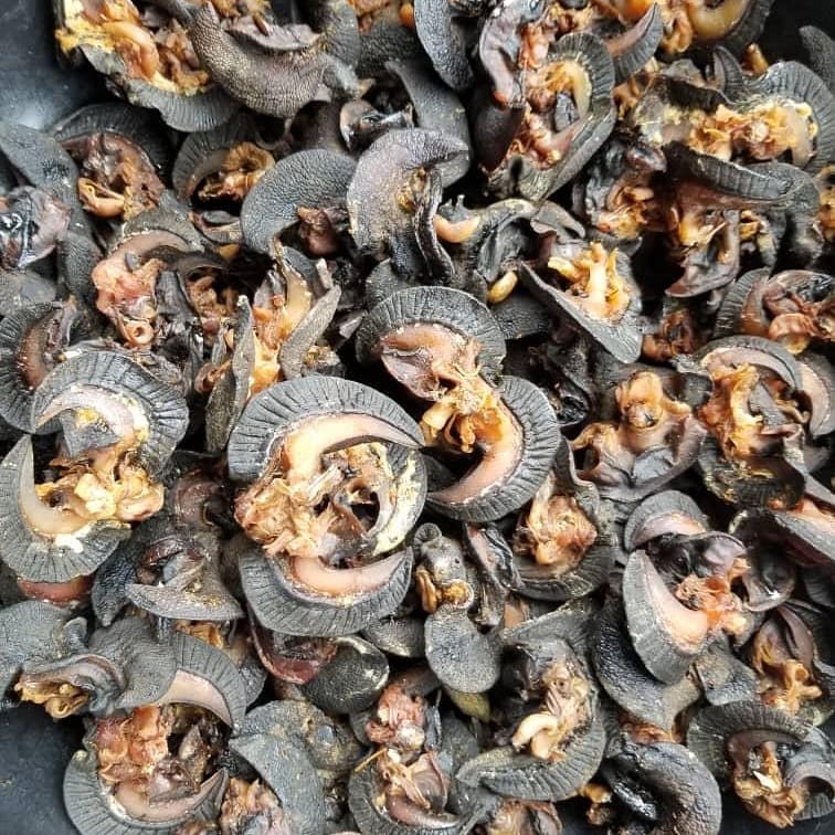 Dry Snail Jumbo size (10)