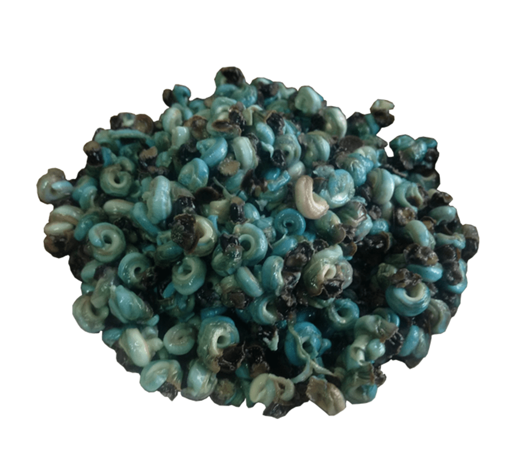 Fresh periwinkle 100gm