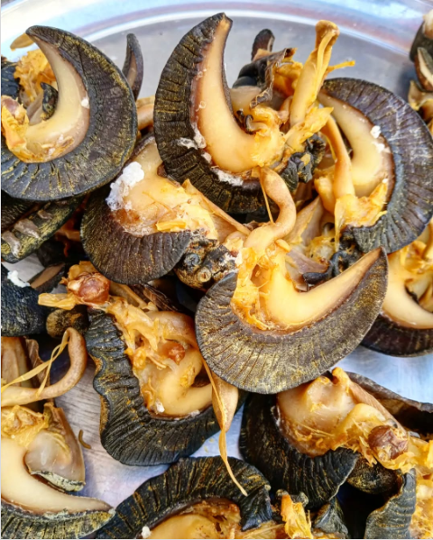 Jumbo Snail (10 pieces)