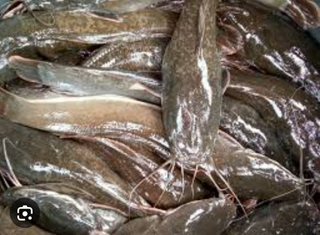 Cat fish ( big size ) I box (5kg )