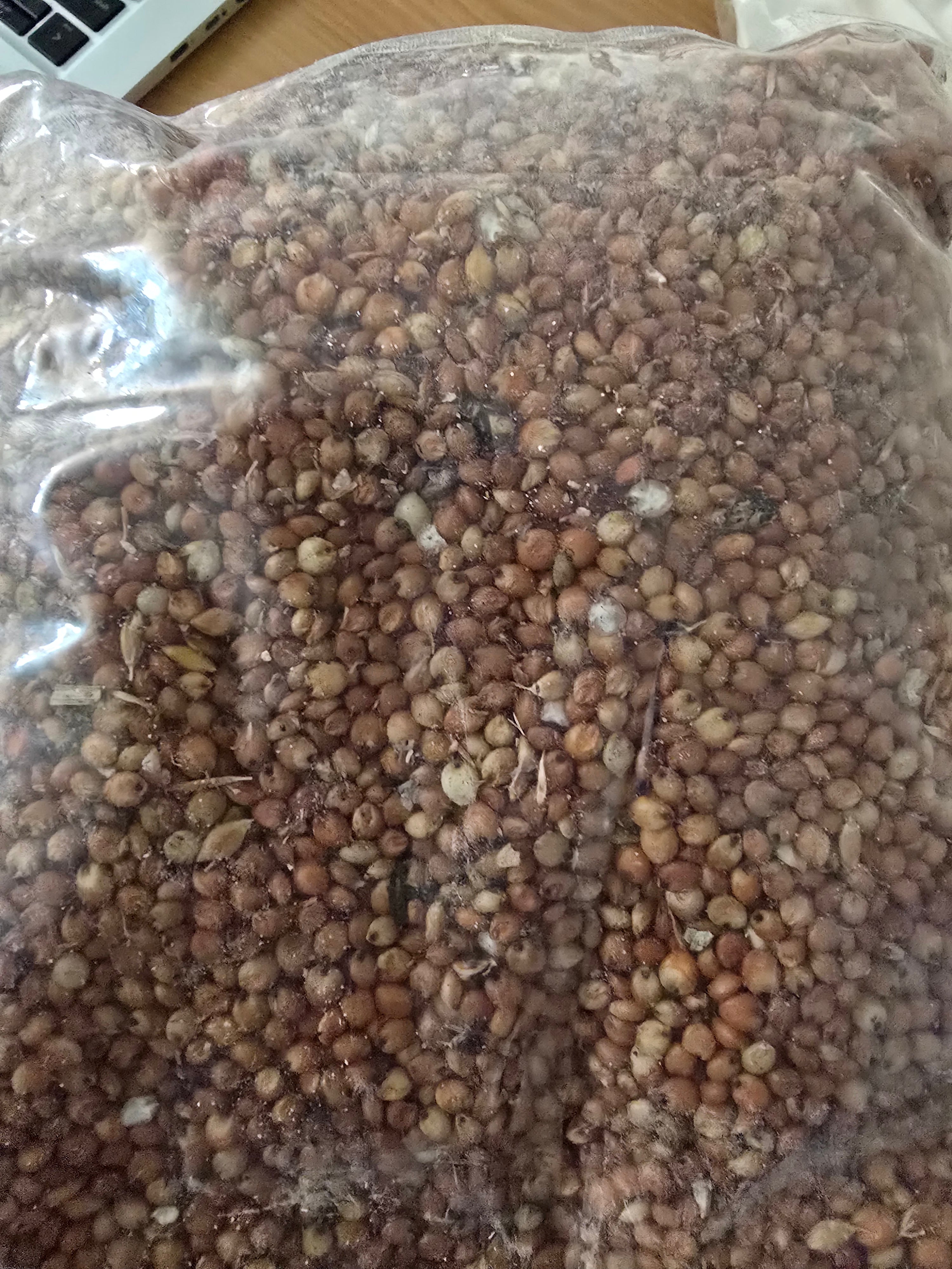 Red Millet  ( oka baba,Jero)